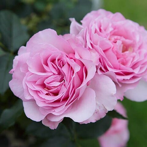 Сувенир де Луи Амад( Souvenir de Louis Amade)