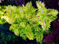 Rosa Raffing Тай колеус КСР