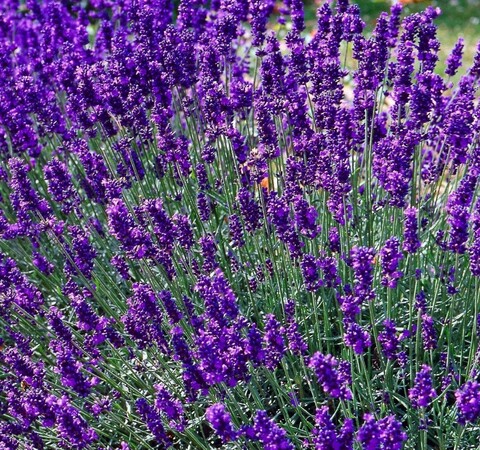 Лаванда узколистная Хидкот Блю