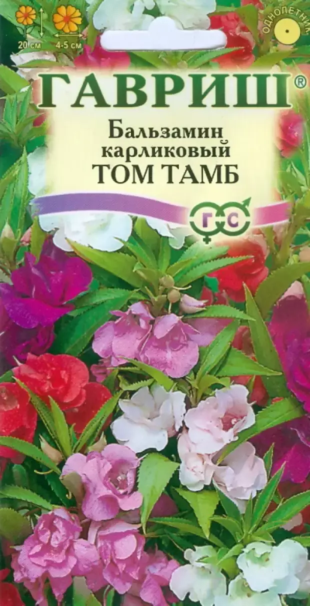 Как сохранить бальзамин зимой. Семена бальзамин камелия. бальзамин садовый камелия. бальзамин том тамб. бальзамин камелия смесь.
