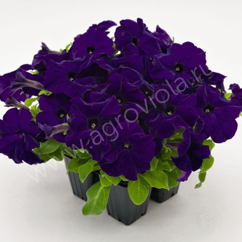 S60132 Петуния кустовая Grandiflora Success!360* Blue 10шт.