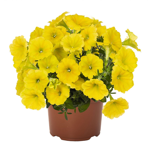 32160 ПЕТУНИЯ POTUNIA CANARY YELLOW