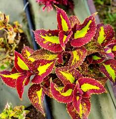 Limbo Тай колеус КСР