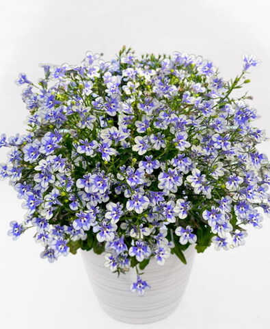 2367 Лобелия STRATUS Blue Delft (Весна 2026)