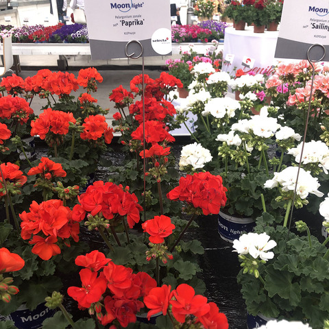 2813 Пеларгония зональная MOONLIGHT PAPRIKA (Весна 2026)