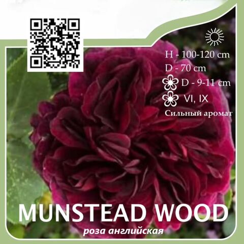 Роза английская парковая 