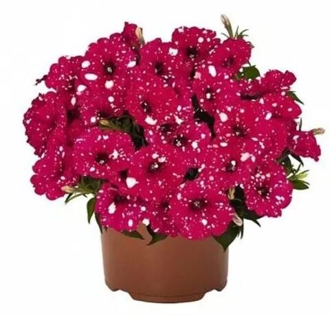 Петуния Surprise Sparkling Bee