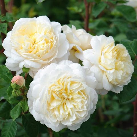 Крокус роза (Crocus Rose)