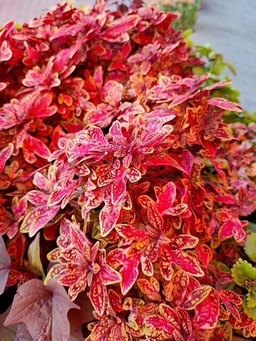 Marrakesh колеус КСР