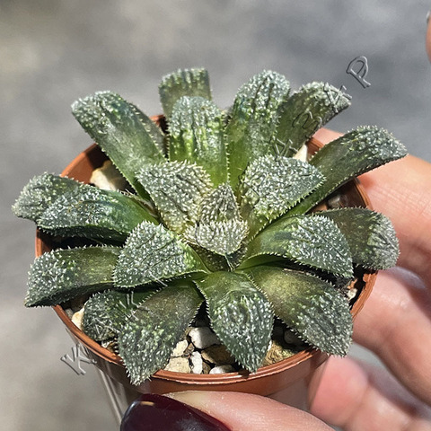 Хавортия Юмидоно d5