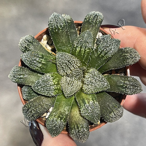 Хавортия Юмидоно d5