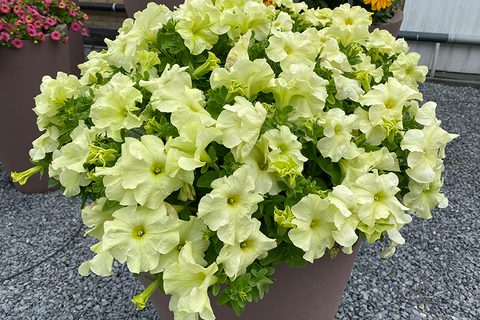 S60187 Петуния кустовая Grandiflora Limbo GP Yellow Lime 10 шт.