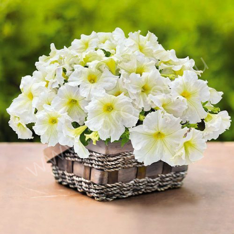 S60133 Петуния кустовая Grandiflora Succes!360* Light Yellow 10шт.