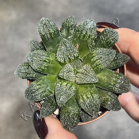 Хавортия Юмидоно d5