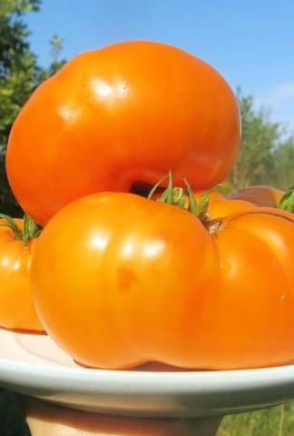 Семена Томат Амана оранж (Amana Orange), до 600 гр, 10 сем