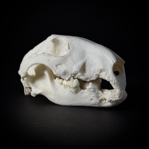 Череп собаки