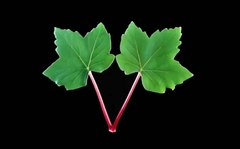 Силиконовый молд 