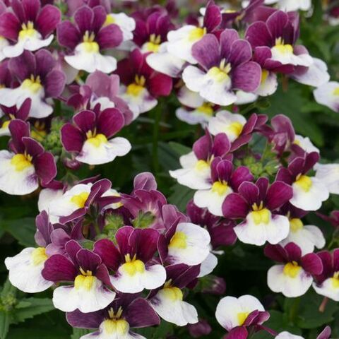 2669 Немезия SUNPEDDLE Painted Rose (Весна 2026)