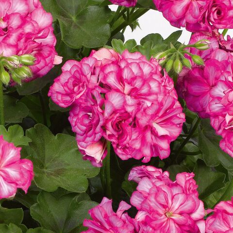 3115 Пеларгония плющелистная GRANDEUR IVYARCTIC ROSE (Весна 2026)