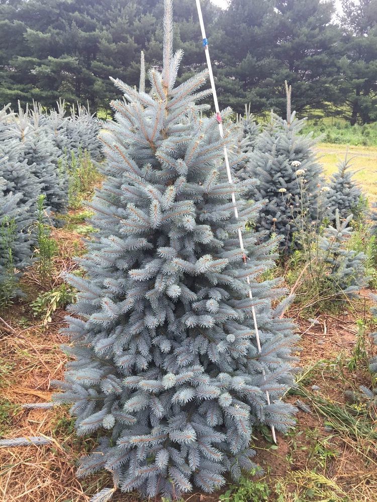 Семена Ель колючая голубая Picea pungens f. Glauca