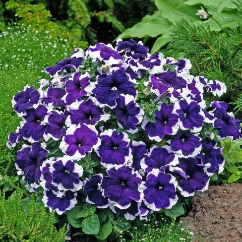 S57159 Петуния ампельная Donna Blue Picotee 5 шт.