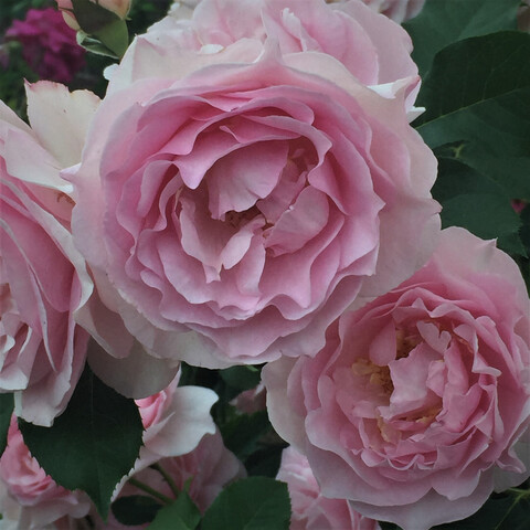 Чайно-гибридные розы