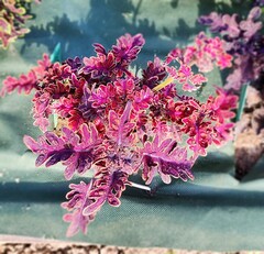 Purple Maria Тай колеус КСР