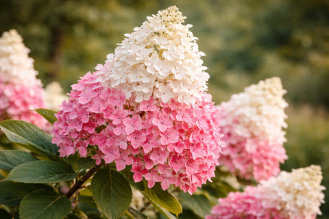 Гортензия метельчатая 