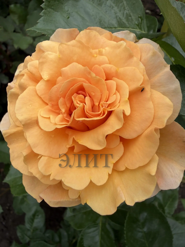 Гарден Глори(Garden Glory)