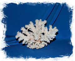 Pocillopora korál