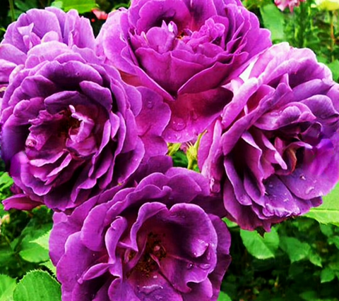 Роза флорибунда Минерва