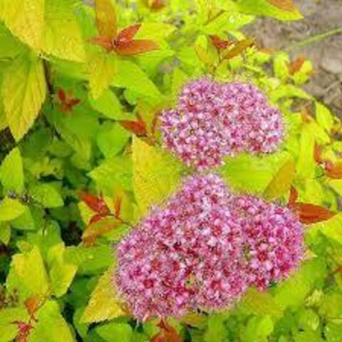 Спирея японская Голдфлейм