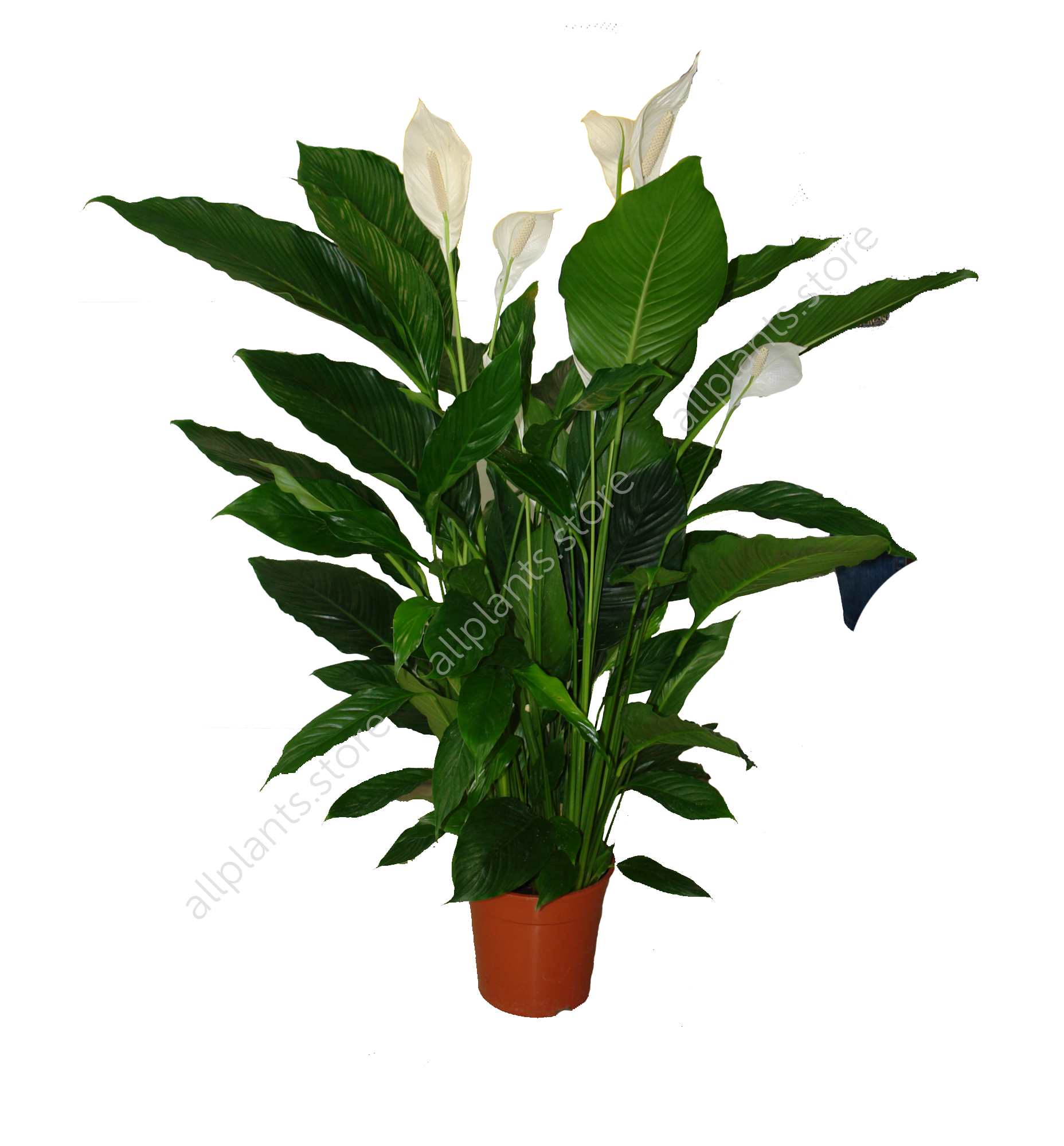 Спатифиллум лауретта. Спатифиллум свит себастьян. Спатифиллум свит себастьяно 24/130. Спатифиллум свит себастьян. Спатифиллум себастьяно.