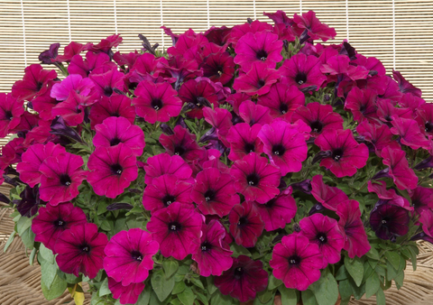 S5712 Петуния ампельная Success Burgundy 5шт.