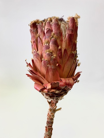 Протея сухоцвет Темно-розовый натуральный