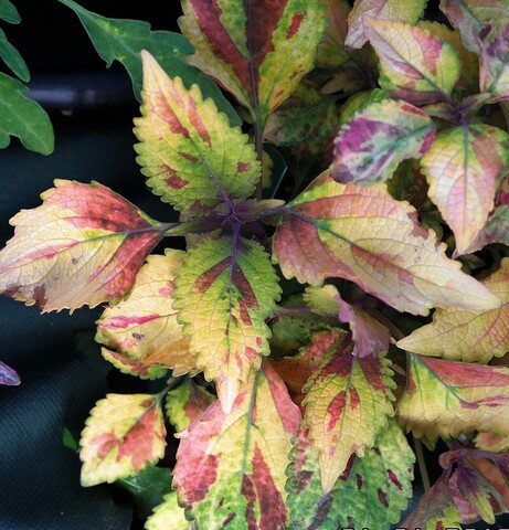 Cool Water Тай колеус