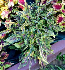 МаджестикТай колеус