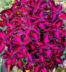 Royalty колеус КСР