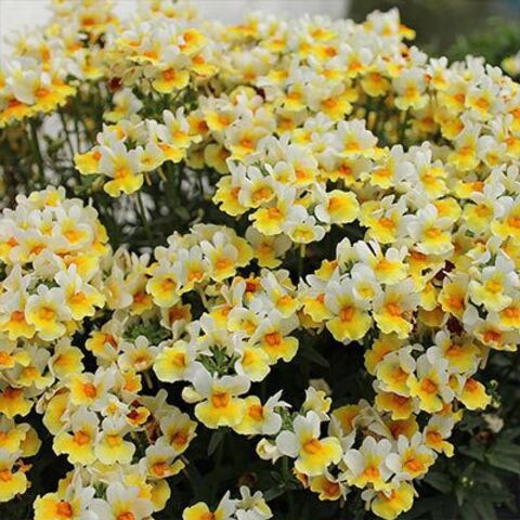 2671 Немезия SUNPEDDLE Yellow White (Весна 2026)