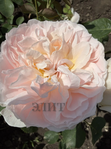 Арома Энистар(Aroma Anistar)