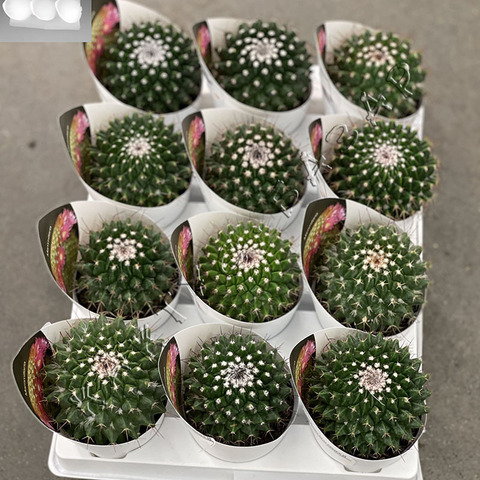 Маммиллярия Мистакс d7