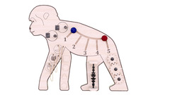 Бизиборд «Веселая обезьянка»