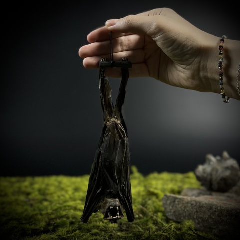 Летучая мышь в подарочной коробке