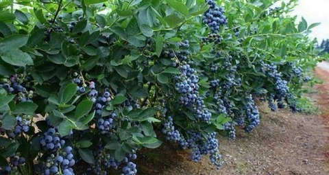 Голубика высокорослая Блюкроп (Bluecrop)