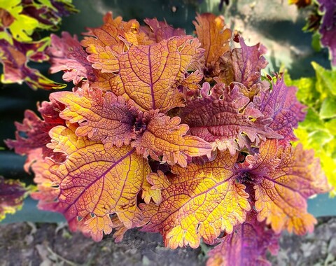 Orange Crab Тай колеус КСР