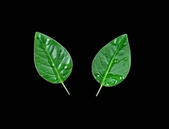 Силиконовый молд 