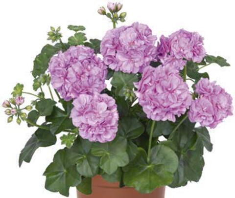 3127 Пеларгония плющелистная Atlantic Lavender (Весна 2026)