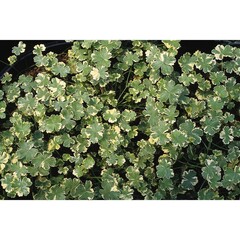 6101 Глехома GLECHOMA VARIEGATA (ВЕСНА 2025)
