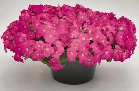 S5713 Петуния ампельная Success Pink 5шт.