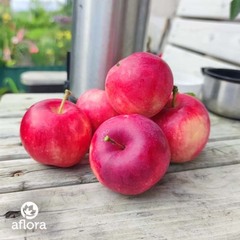 Яблоки Грушовка / 1 кг